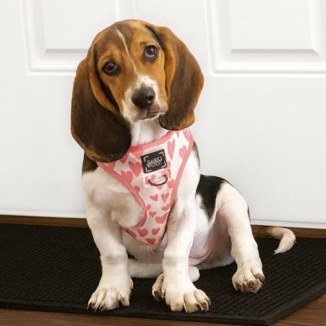 Daisy (Therapy Dog in Training) Photo